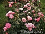 Kordes' Rosenfaszination ® Kordes' Rosenfaszination ®