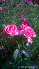 La Rose de Molinard ® La Rose de Molinard ®