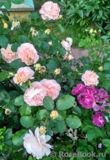 Sangerhauser Jubilaumsrose Sangerhauser Jubilaumsrose