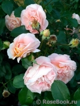 Sangerhauser Jubilaumsrose Sangerhauser Jubilaumsrose