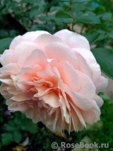Sangerhauser Jubilaumsrose Sangerhauser Jubilaumsrose
