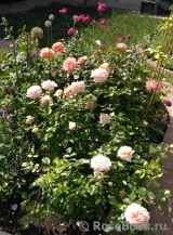 Sangerhauser Jubilaumsrose Sangerhauser Jubilaumsrose
