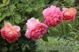 Jubilee Celebration® Jubilee Celebration®