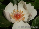 Jacqueline du Pre Jacqueline du Pre