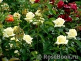 Wainwright Rose, The Wainwright Rose, The