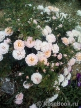 Peach Clementine Peach Clementine