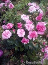 Baronesse Baronesse