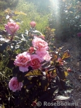 Augusta Luise Augusta Luise