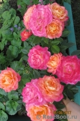Briosa ® Briosa ®