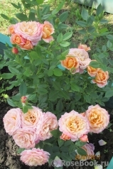 Briosa ® Briosa ®