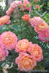 Briosa ® Briosa ®