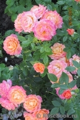 Briosa ® Briosa ®