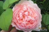 The Alnwick Rose The Alnwick Rose