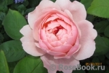 The Alnwick Rose The Alnwick Rose