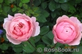 The Alnwick Rose The Alnwick Rose