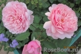 The Alnwick Rose The Alnwick Rose
