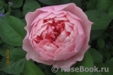 The Alnwick Rose The Alnwick Rose