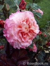 Augusta Luise Augusta Luise