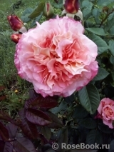 Augusta Luise Augusta Luise