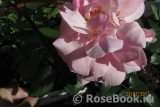 Home & Garden Home & Garden