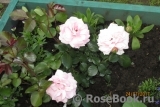 Home & Garden Home & Garden