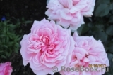 Home & Garden Home & Garden