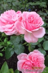Home & Garden Home & Garden