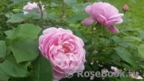 Mary Rose Mary Rose