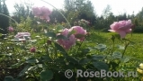 Mary Rose Mary Rose