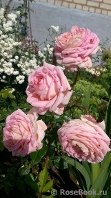 Abraham Darby Abraham Darby