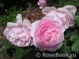 Olivia Rose Austin Olivia Rose Austin