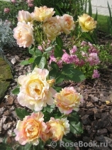 Rose des Cisterciens Rose des Cisterciens