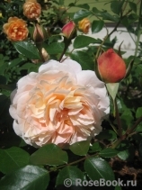 Sangerhauser Jubilaumsrose Sangerhauser Jubilaumsrose