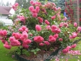 Rosarium Uetersen Rosarium Uetersen