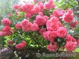 Rosarium Uetersen Rosarium Uetersen