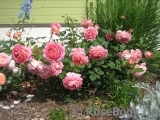 Jubilee Celebration® Jubilee Celebration®