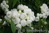 White Morsdag White Morsdag