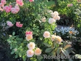 Caron Keating Rose Caron Keating Rose