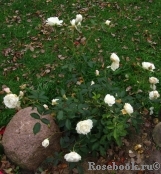 Schneewittchen Schneewittchen