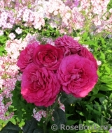 Johann Wolfgang von Goethe Rose® Johann Wolfgang von Goethe Rose®