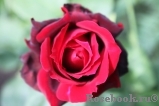 Dame de Coeur Dame de Coeur