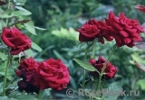 Black Baccara Black Baccara