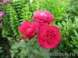 Johann Wolfgang von Goethe Rose® Johann Wolfgang von Goethe Rose®