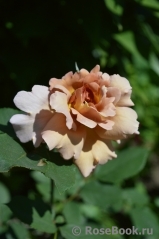 Julia's Rose Julia's Rose