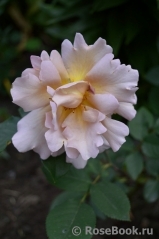 Julia's Rose Julia's Rose