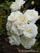 Midsummersnow ® Midsummersnow ®