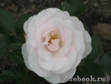 Aspirin Rose Aspirin Rose