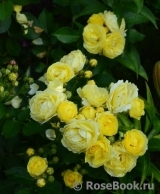 Golden Border Golden Border