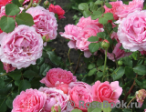 Princess Alexandra of Kent Princess Alexandra of Kent