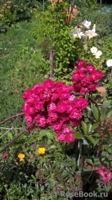 Perennial Blue Perennial Blue